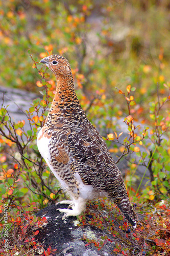 brightly colored ptarmigan that seems to be posing in the tundra of northern Canada.