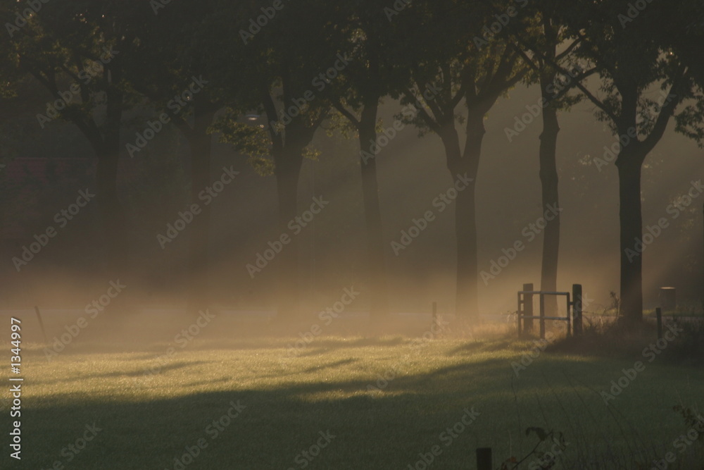 sun shining over a foggy meadow