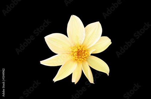 Fototapeta Naklejka Na Ścianę i Meble -  yellow flower on black