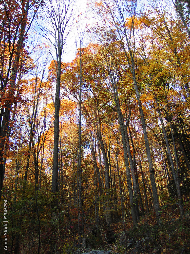 Fototapeta premium trees