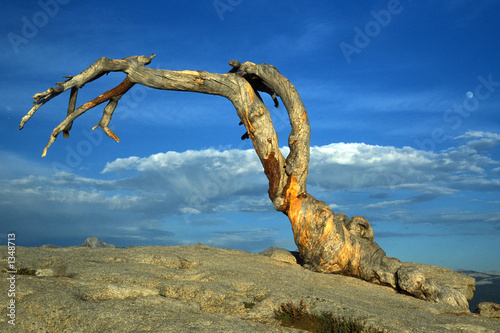 jeffrey pine