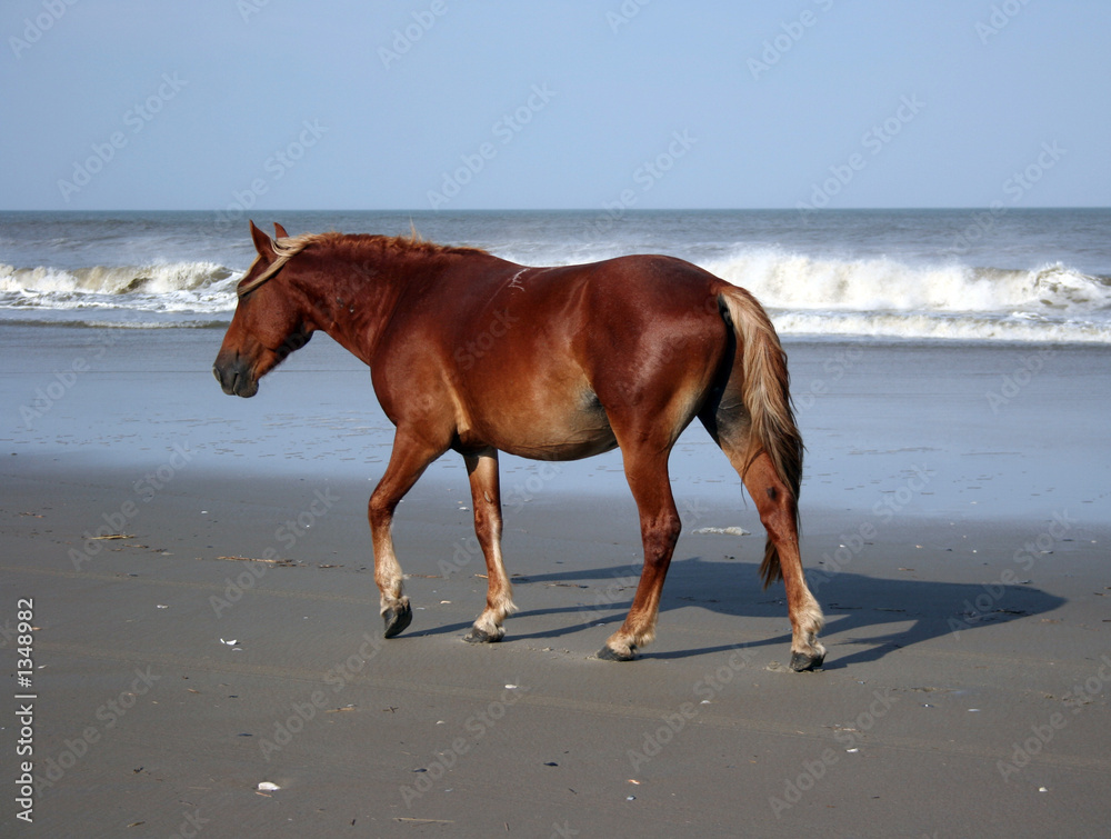 palamino pony at the beach palamino pony at the beach