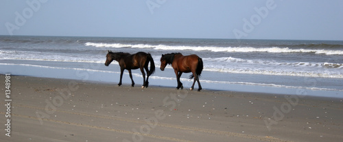 palamino ponies photo