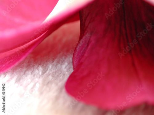 pink orchid on white fur 1 photo