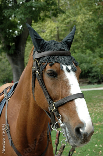 brown horse