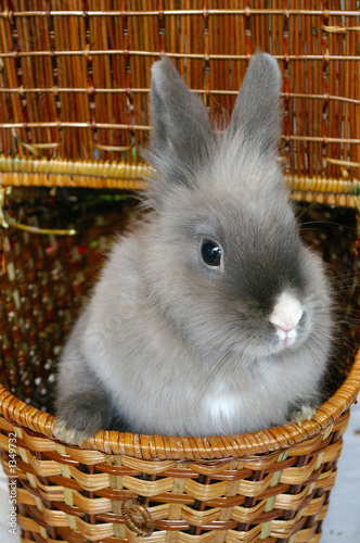 bunny in a basket