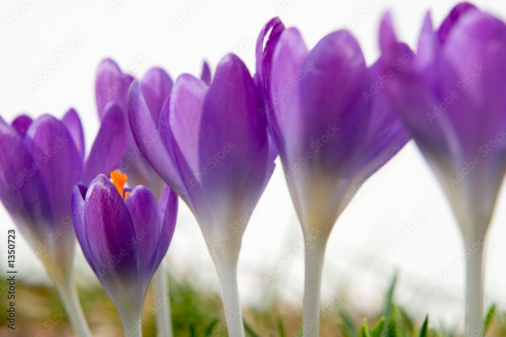 Naklejka premium keith lamond