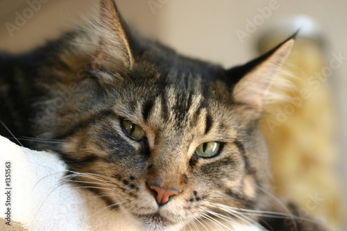 maine coon