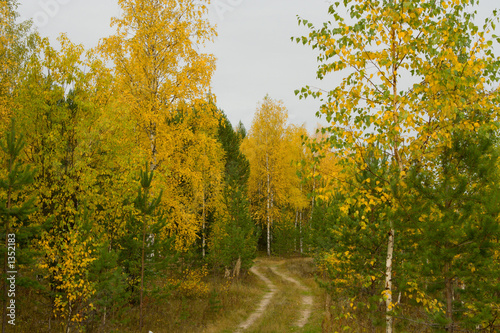 wood road