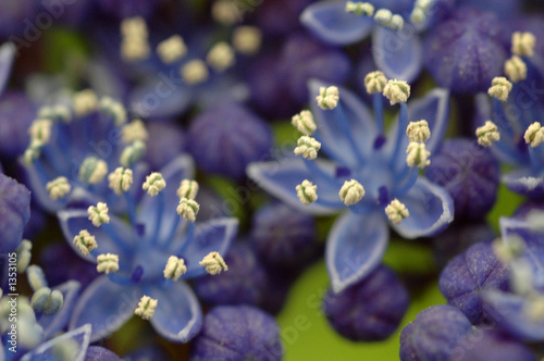 hortensia