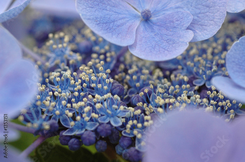 hortensia