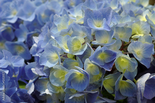 hortensia