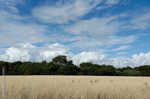 Canvastavla paysage