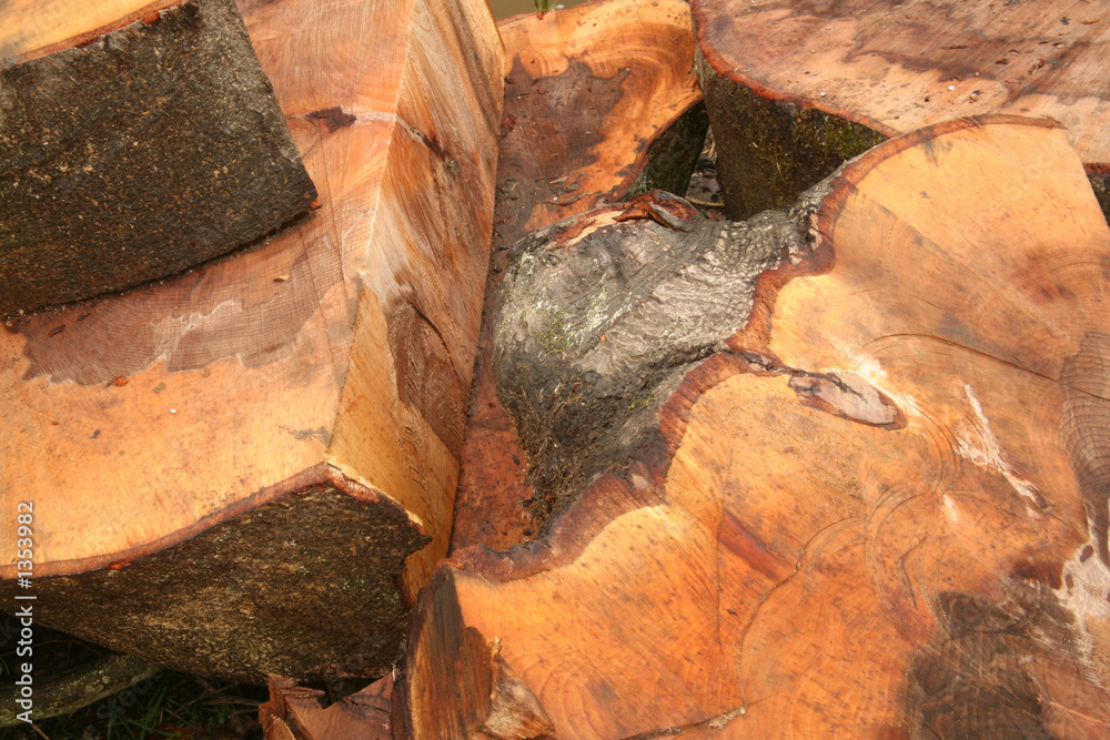 cut tree stump