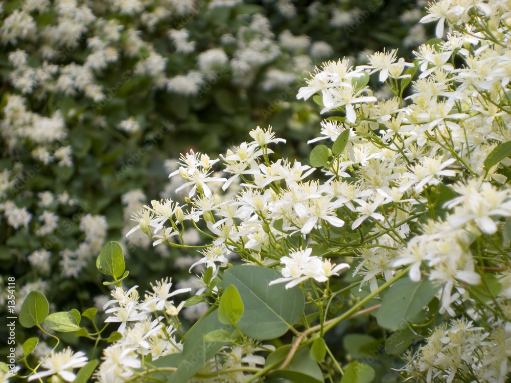 Obraz premium virgin's bower