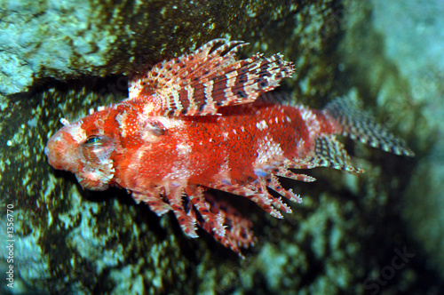 devil lionfish