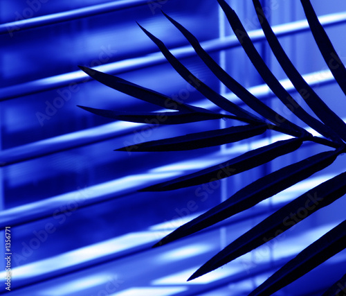 frond on window