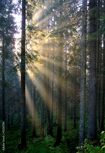 golden sunrays on a savage fir forest