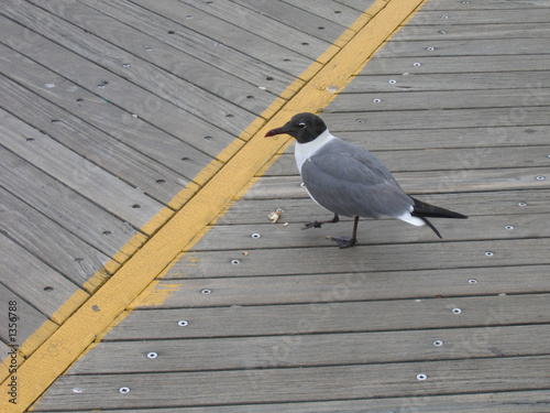 seagull on boardwalk