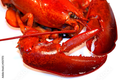 lobster