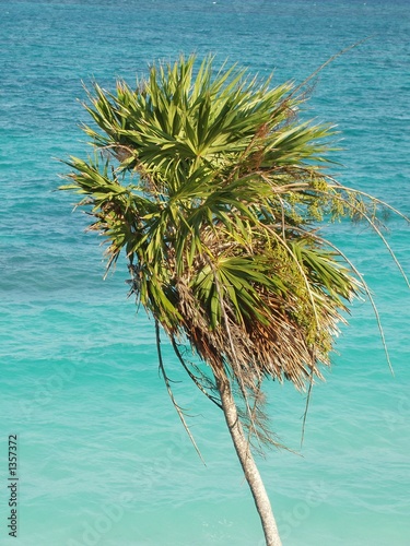 Canvas Print seascape with windswept tree on beach