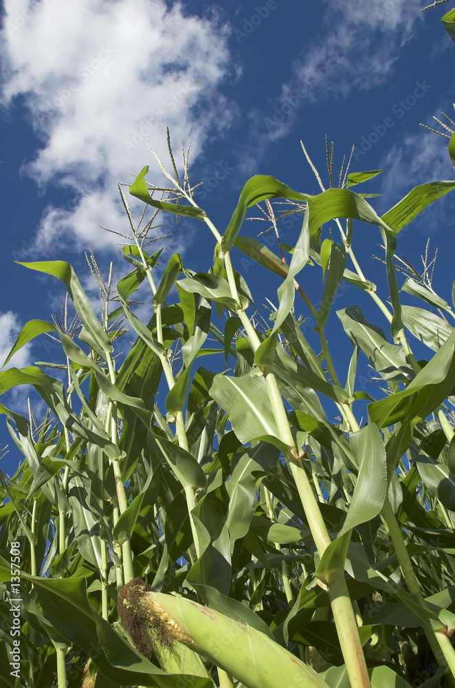 Obraz premium corn field
