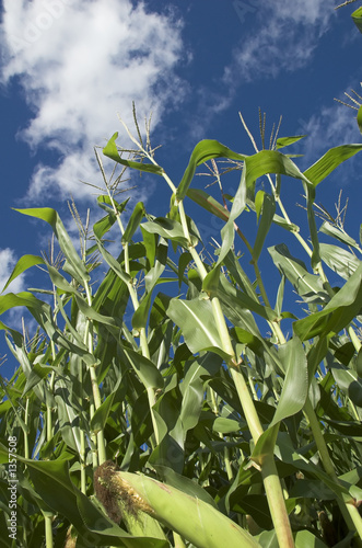 corn field