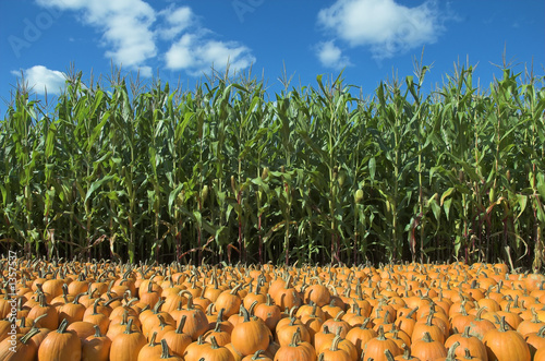 corn and pumpkin field