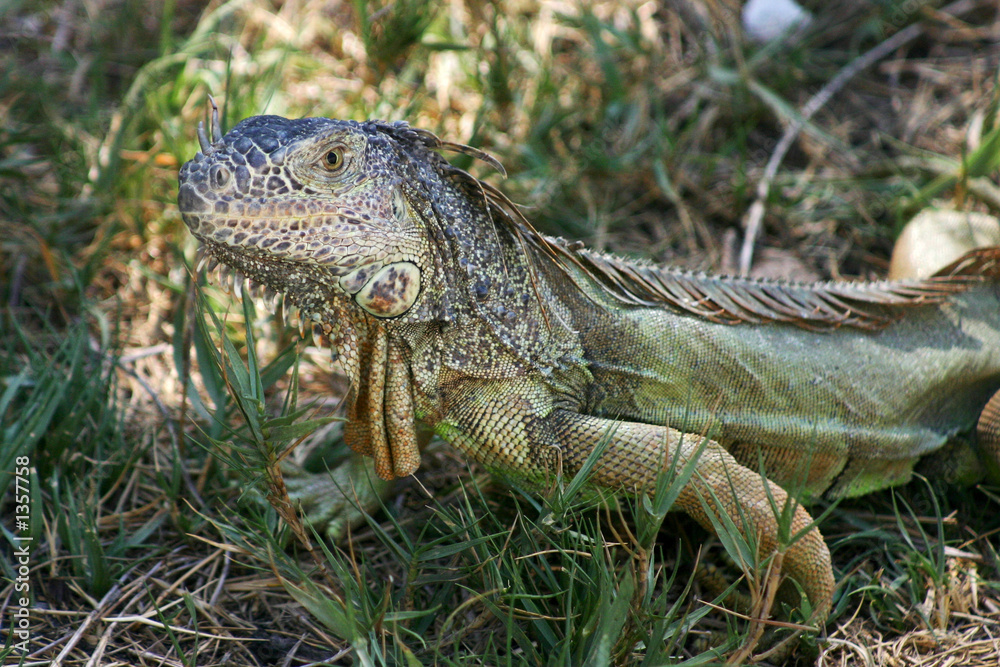 Fototapeta premium iguana