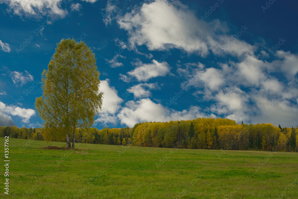 lonely tree in a field lonely tree in a field