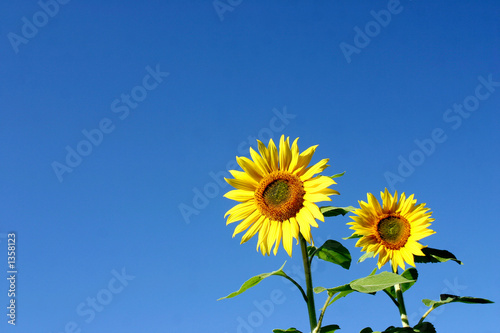 sonnenblumen