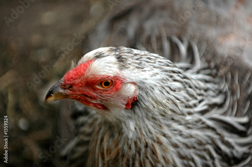 hen