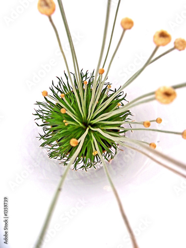 greengrass