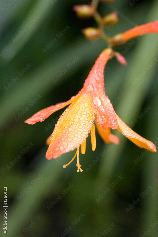 flower tritonia flower tritonia