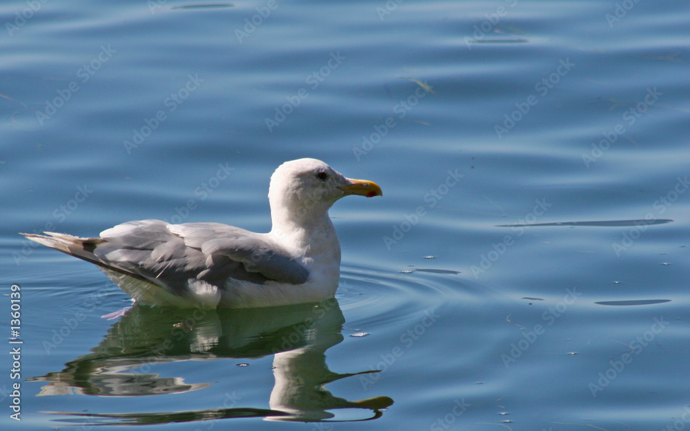 gull on lake