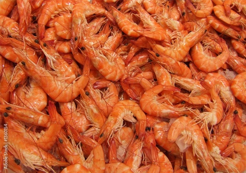 crevettes rose