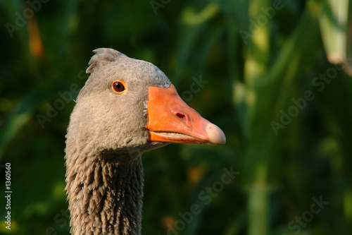 portrait of goose © JoLin