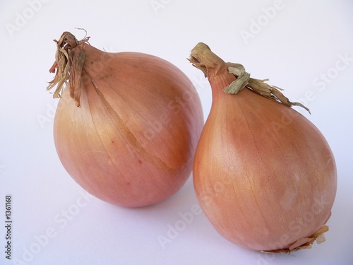 zwiebel photo