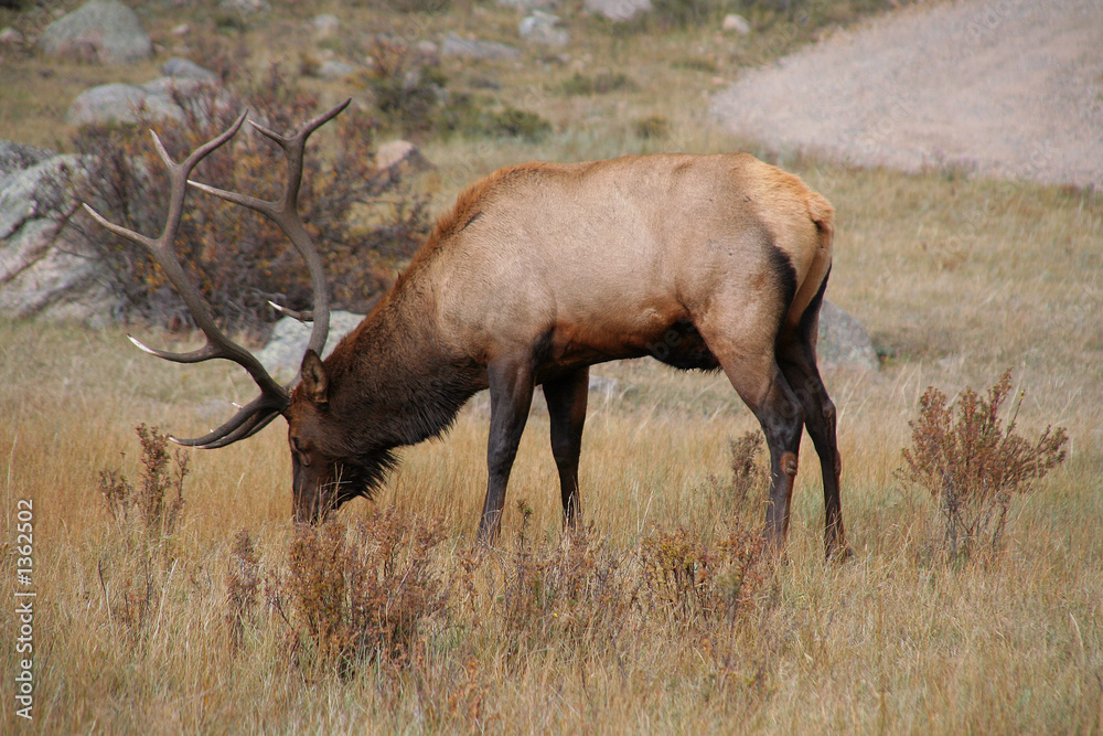 bull elk bull elk