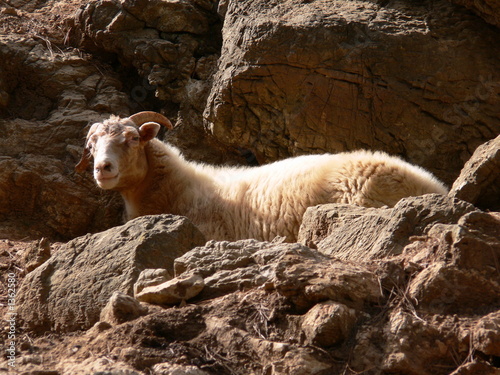 mallorcan sheep