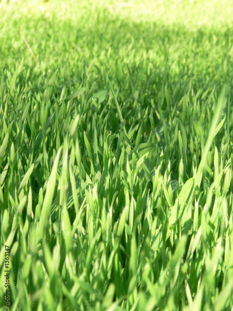 herbes vertes