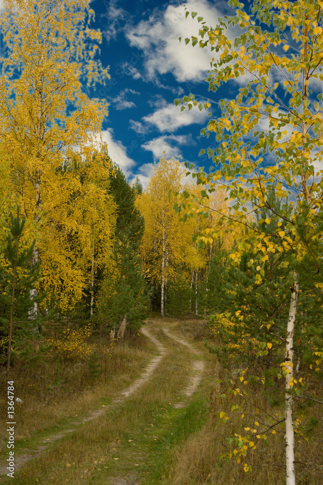 Naklejka premium wood road