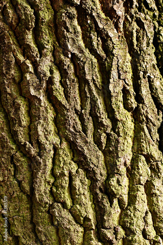 bark