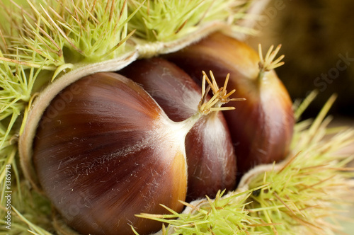 chestnut