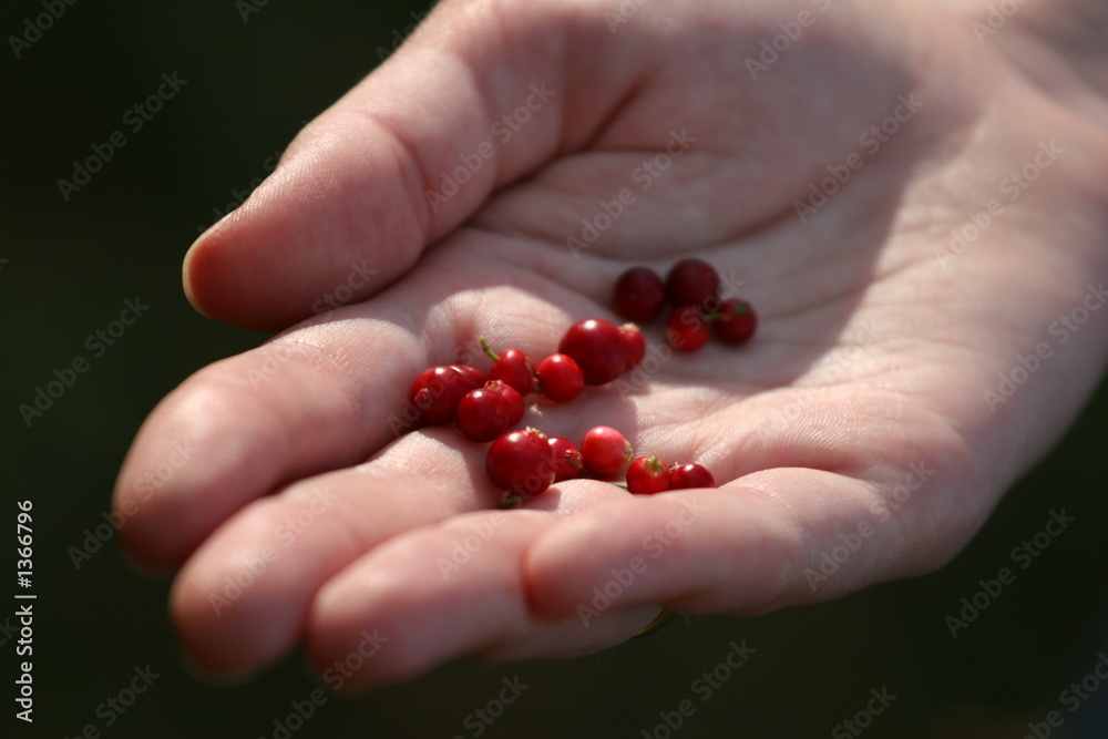 cowberry cowberry