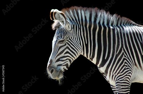 zebra at the zoo