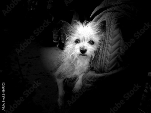 Canvas Print sad small dog