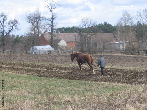 Fototapeta ploughing with horse
