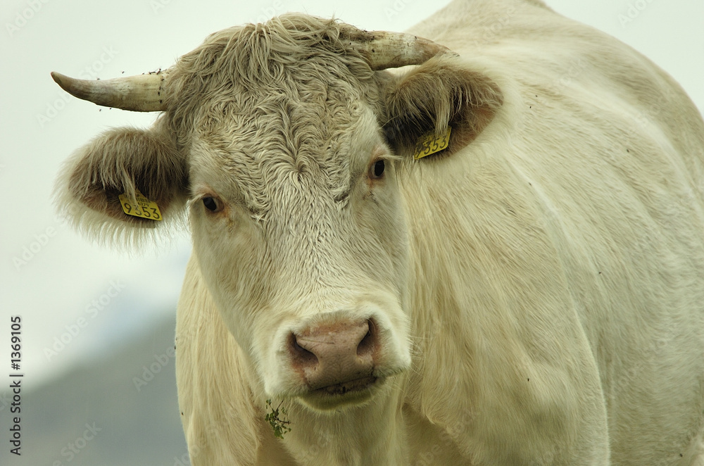bull bull