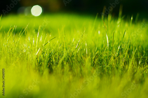 Принти на полотні grass